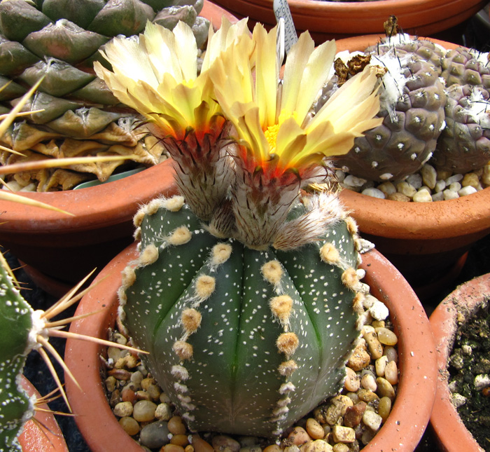 Astrophytum asterias body shot